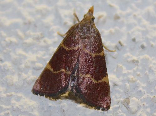 Réf. 212 161 : Hypsopygia rubidalis